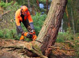 Best Leaf Removal  in Wilson, NC