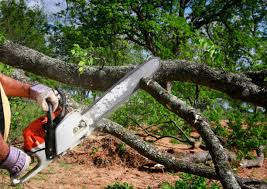 Best Tree and Shrub Care  in Wilson, NC