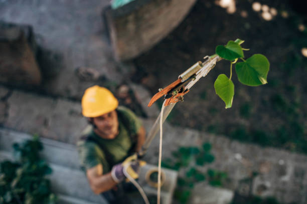 Tree and Shrub Care